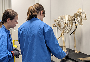 two scouts examining a dog skeleton